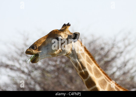 Angolan giraffe chewing Acacia in Etosha NP, Namibia