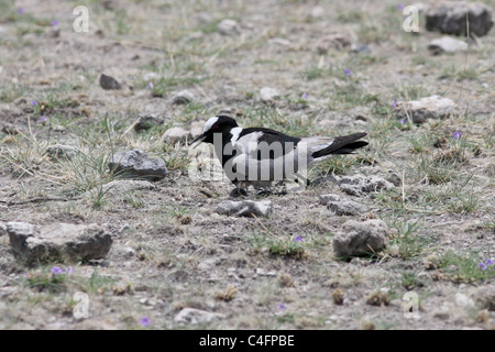 Blacksmith PLover about to settle on a single egg, with wet under-feathers to keep it cool. Etosha NP, Namibia Stock Photo