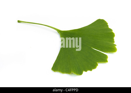 fresh green ginkgo biloba leaf isolated on white background Stock Photo