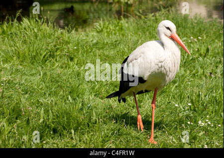 White stork on meadow in Poland Stock Photo