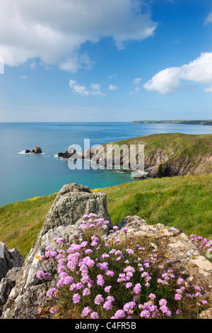 Sea thrift flowering on the clifftops above Carrick Luz, with views to the Lizard, Cornwall, England. Spring (May) 2011. Stock Photo