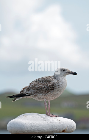 Immature Herring Gull: Larus argentatus. Stock Photo