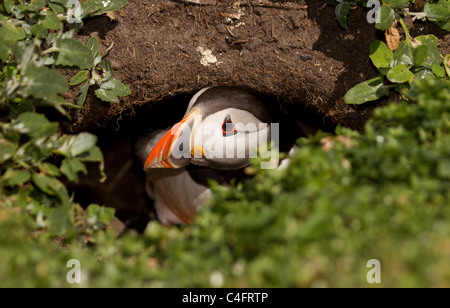 Puffin, Fratercula arctica coming out of it's burrow on the Farne Islands Stock Photo