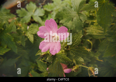 image of common mallow flower Malva sylvestris Stock Photo