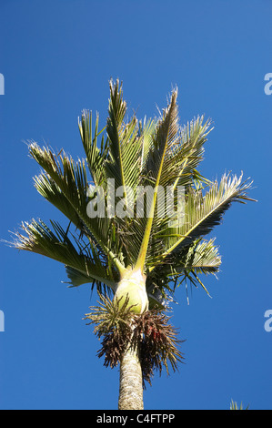 A Nikau Palm ( Rhopalostylis sapida ) at Punakaiki, West Coast, South Island, New Zealand Stock Photo