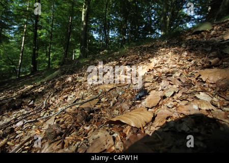 Blue Ground Beetle (Carabus intricatus) and habitat. The species is dependent upon decaying wood left on the forest floor. Stock Photo