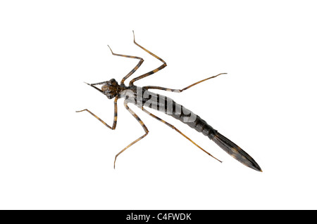 Mayfly nymph Stock Photo