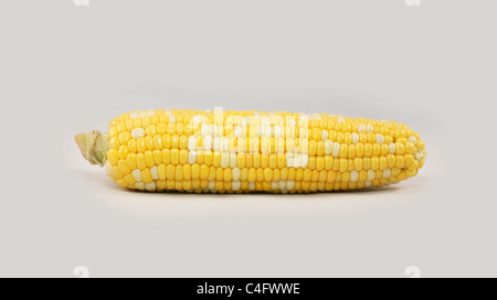 Single whole yellow and white ripe corn on the cob without husk Stock Photo