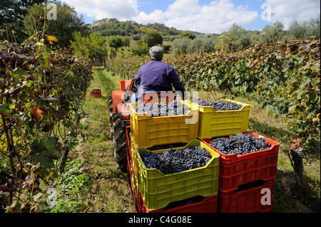 Italy, Basilicata, Roccanova, vineyards, grape harvest, tractor Stock Photo