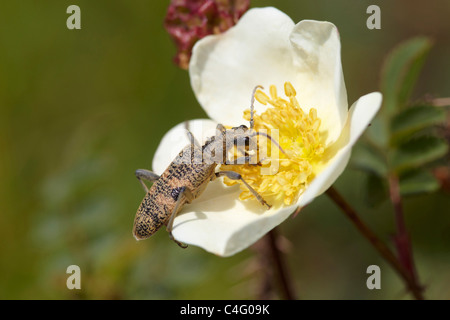 Black spotted Longhorn beetle, Rhagium mordax feeding on pollen, Arnside Knott, UK