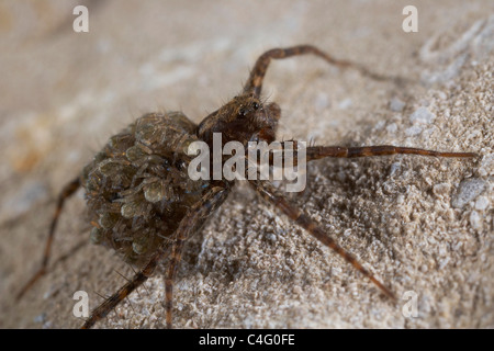 Female Wolf spider, Pardosa amentata carrying her newly hatched young on her back, Nichols Moss, Cumbria, UK Stock Photo