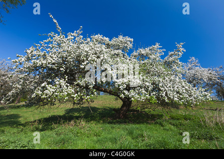 Disused Apple Orchard, blossoming in May, North Hessen, Germany blossoming in May, North Hessen, Germany Stock Photo