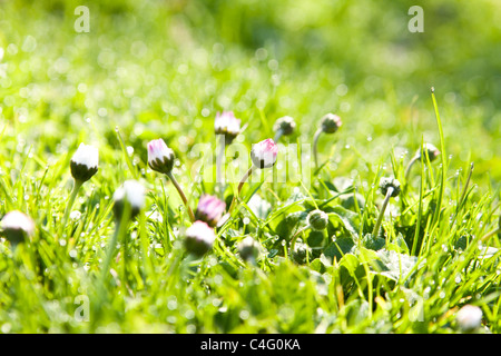 fresh grass with dew drops Stock Photo