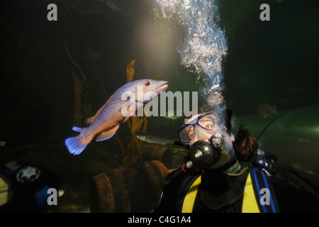 A diver gets a close look at a Cuckoo wrasse (Labrus mixtus) in the aquarium at Deep Sea World, Scotland's national aquarium. Stock Photo