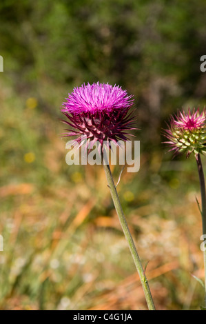 Milk Thistle flowering in the Albanian lowland.  Mariendistel blüht in der Küstenebene Albaniens. Stock Photo