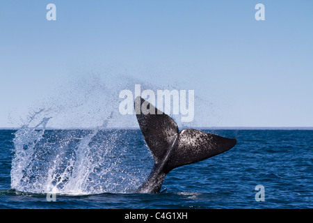 Cavorting Southern right whale, Valdes Peninsula, Argentina Stock Photo