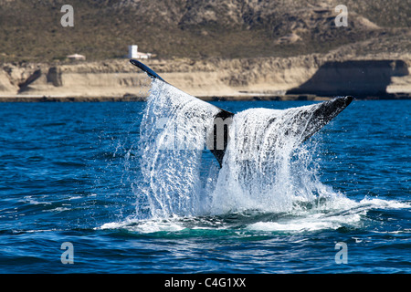 Cavorting Southern Right Whale, Valdes Peninsula, Patagonia Argentina Stock Photo