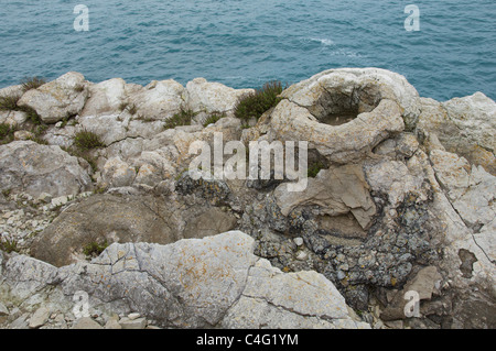 The Fossil Forest, Lulworth Cove, Dorset. The ring shapes are the fossil remains of algae which surrounded the ancient trees. Jurassic Coast, England. Stock Photo