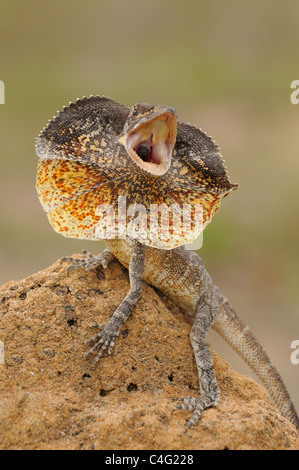 Frilled Lizard Chlamydosaurus kingii Dsplaying Photographed in Queensland, Australia