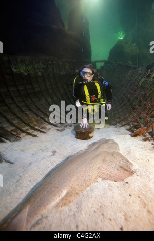 A diver kneels beside an angel shark in the aquarium at Deep Sea World, North Queensferry, Scotland.