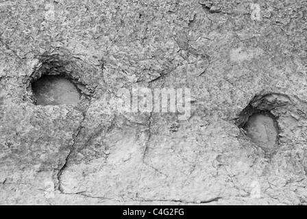 Real dinosaur footprint imprinted in the rock. Stock Photo