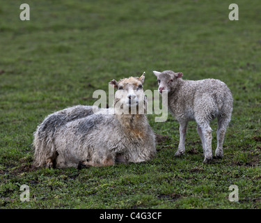 Ewe and lamb dirty from ash fall, Grimsvotn volcanic eruption, Iceland Stock Photo