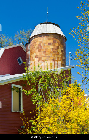 A barn with spring Forcythia bushes on the Old Mission Peninsula near Traverse City, Michigan, USA. Stock Photo