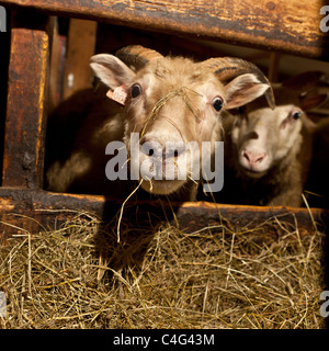 Dirty sheep confined inside due to ash fall from Grimsvotn volcanic eruption, Iceland Stock Photo
