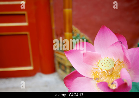 lotus flower in the Forbidden City in Beijing Stock Photo