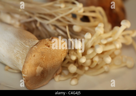 Scallop Mushroom and Enoki with Swiss Brown in the Background Stock Photo