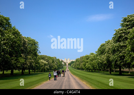 Horse Chestnuts in summer on the Long Walk Windsor Great Park Berkshire England UK Great Britain GB Europe Stock Photo