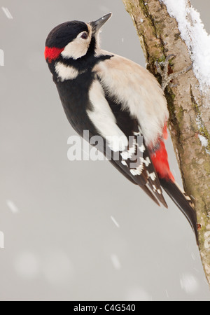 Great Spotted Woodpecker - male at branch / Dendrocopos major Stock Photo