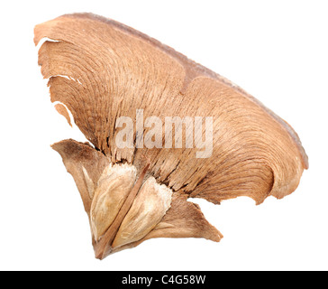 Atlas cedar cone rosette Stock Photo