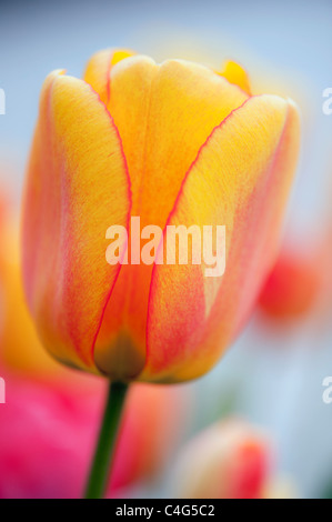 Close up portrait of yellow and coral coloured tulip with shallow depth of field Stock Photo