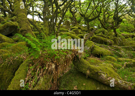 Sessile oaks and moss in Wistman's Wood Dartmoor Devon England UK GB British Isles Stock Photo