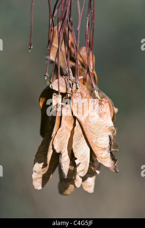 Norway Maple Acer platanoides seeds Stock Photo