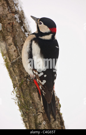 Great Spotted Woodpecker - male at branch / Dendrocopos major Stock Photo