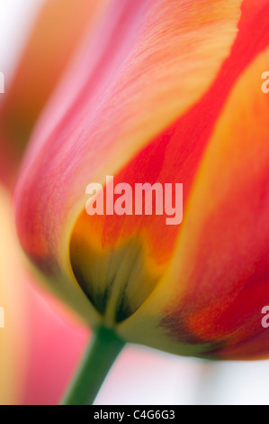 Close up portrait of coral coloured tulip with shallow depth of field Stock Photo