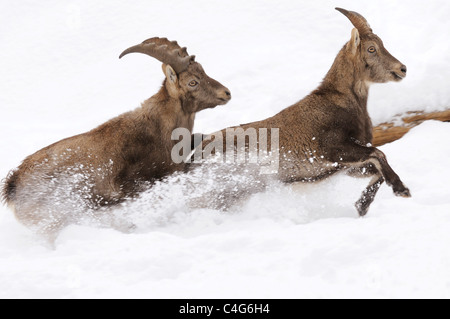 two Alpine ibexes - running in snow Stock Photo