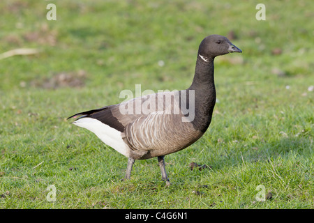 Brant Goose on meadow / Branta bernicla Stock Photo