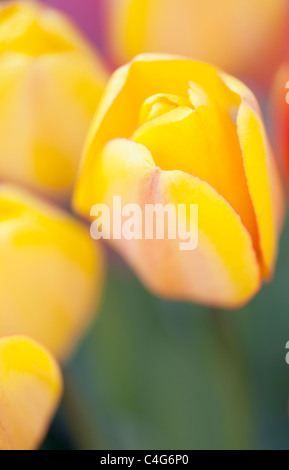 Close up portrait of yellow tulip with shallow depth of field Stock Photo