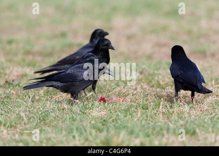 Carrion Crow (Corvus corone), four on field, feeding on carrion, Lower Saxony, Germany Stock Photo