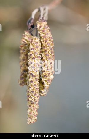 Common Alder Alnus glutinosa male flowers or catkins Stock Photo