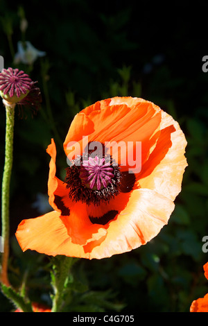 Red Oriental Poppy Papaver Orientale single Flower and seed head upright set against a dark background Stock Photo