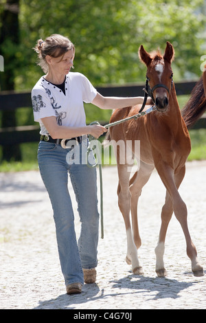 woman and Arabian horse foal Stock Photo