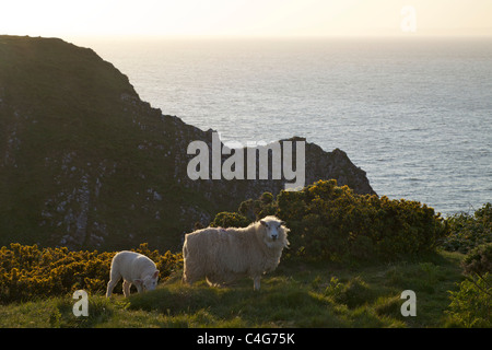 Sheep grazing on Worms Head Rhossili Gower Peninsula on spring evening, South Wales, Cymru, UK, GB, British Isles