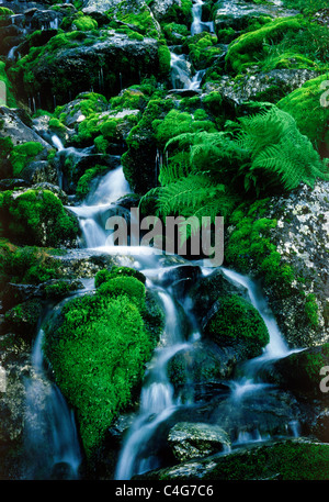 Green Moss Mountain Stream Stock Photo - Alamy