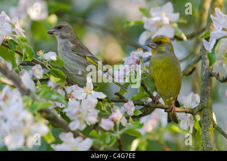 Greenfinch (Carduelis chloris), pair perched on apple tree branch, Lower Saxony, Germany Stock Photo