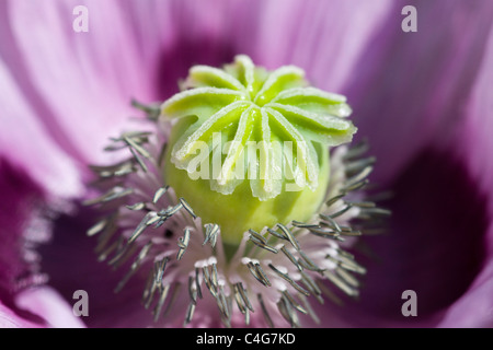 Papaver orientale 'Karine' - Oriental Poppy  Close up on middle of flower Stock Photo
