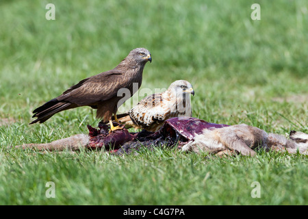 Red Kite, (Milvus milvus) and Black Kite (Milvus migrans) feeding on dead deer, Lower Saxony, Germany Stock Photo